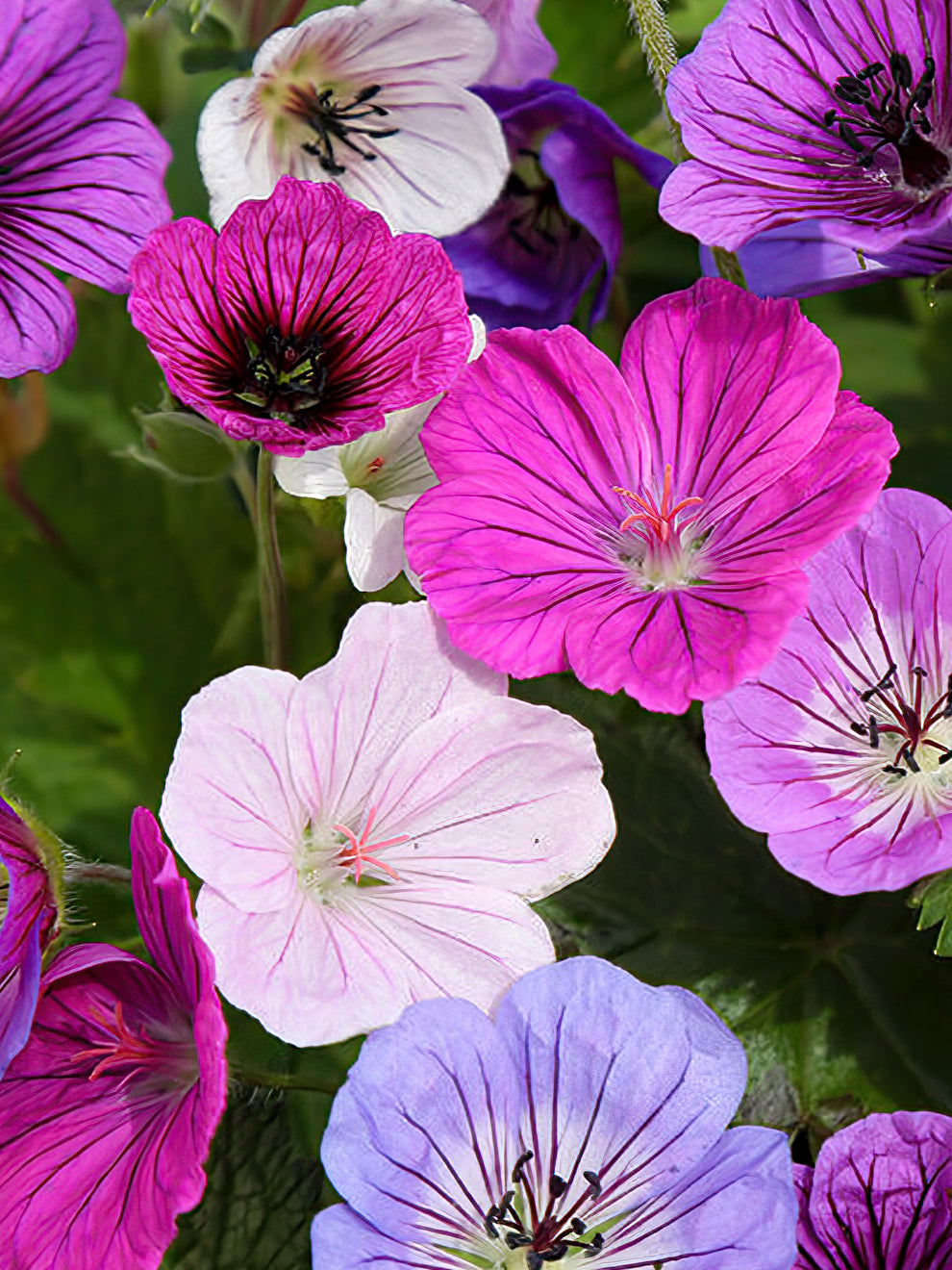 Geranium Mix Geranium 'Bullseye Mix' | Bare Root Geranium | DutchGrown™