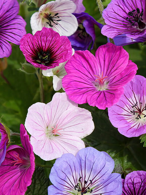 Pink, Purple, Lilac Geranium Bare Roots