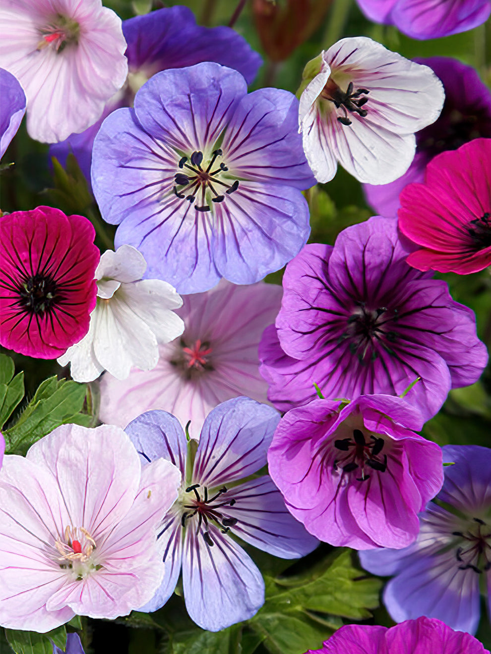 Color Mix Geranium Roots Geranium 'Bullseye Mix' | Bare Root Geranium | DutchGrown™