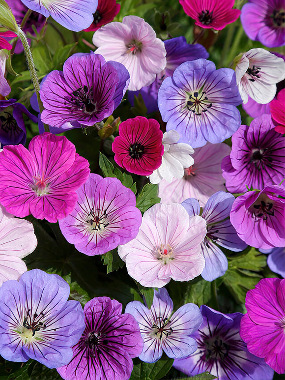 Geranium Bullseye Mix - Mixed Geranium Bare Roots for Spring Planting in the EU