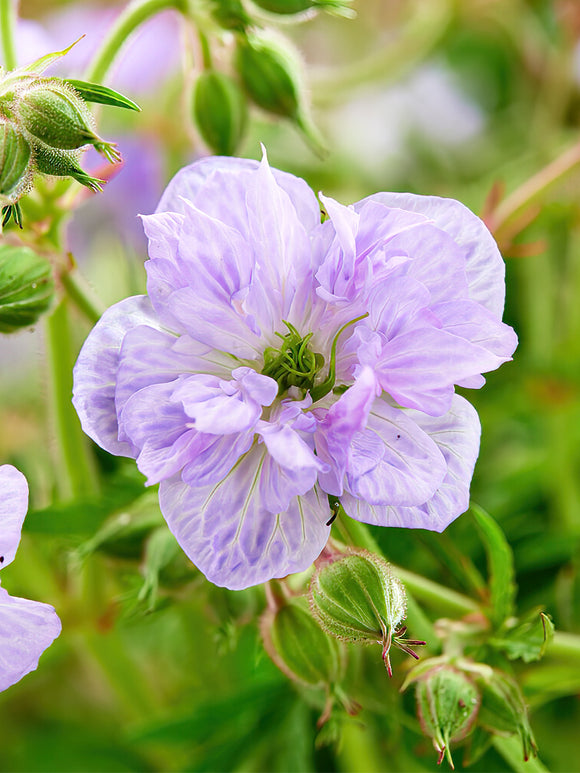 Geranium Cloud Nine EU shipping in the spring