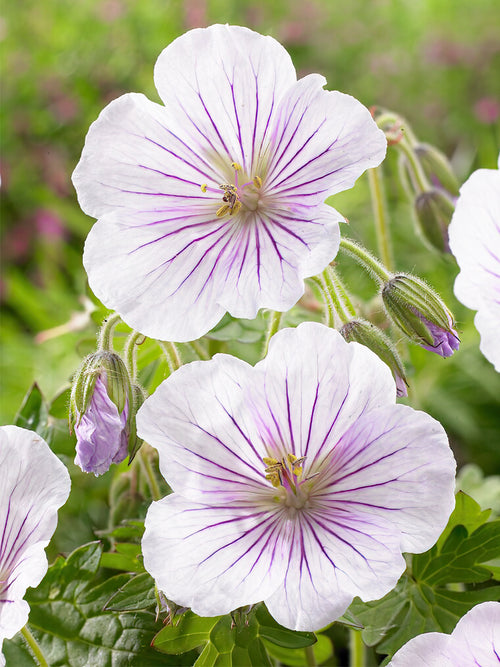 Geranium Derrick Cook bare root order online