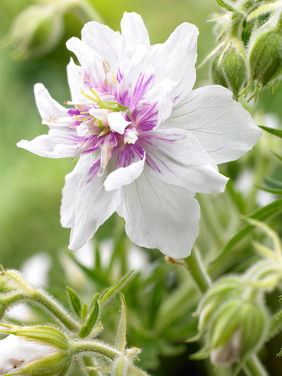 Geranium Double Jewel bare root EU shipping