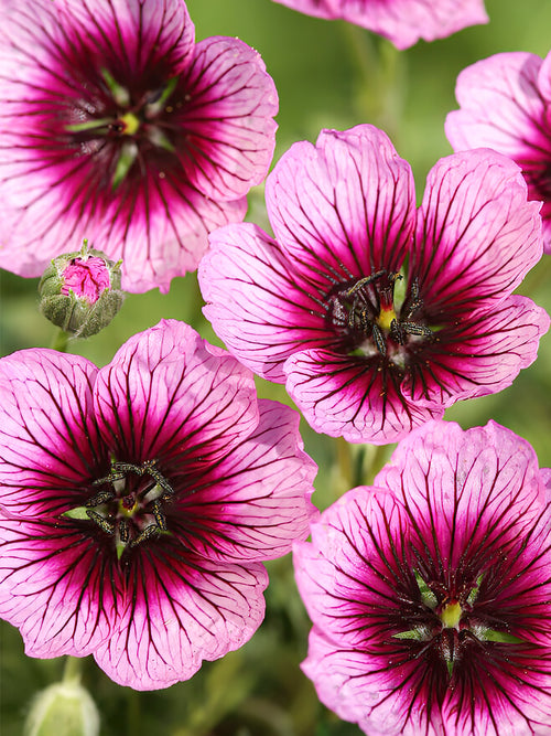 Geranium Jolly Jewel Violet bare roots for spring planting from Holland