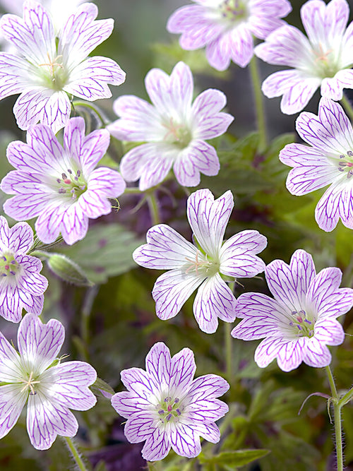 Geranium Katherine Adele bare roots from Holland for EU shipping