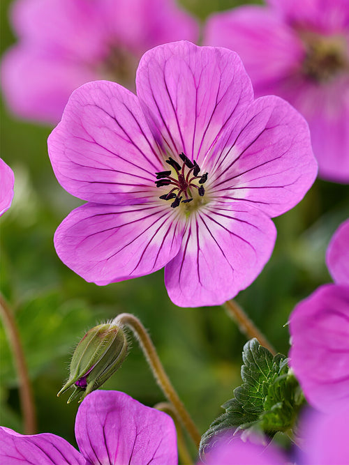 Geranium Kelly Anne bare roots for EU shipping