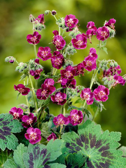 Geranium Samobor bare roots, order online for EU shipping in the spring