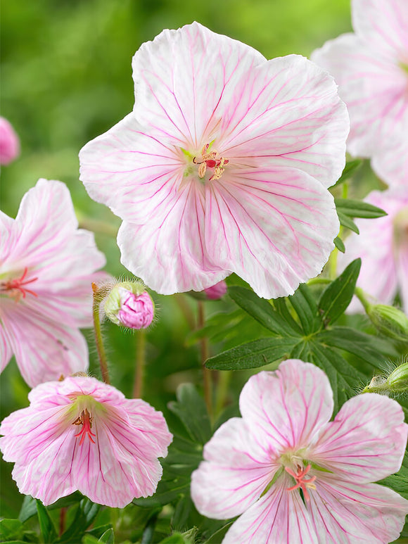 Geranium Sanguineum Var Striatum bare roots from Holland