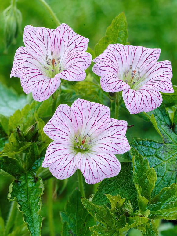 Geranium Walters' Gift spring planted bare roots