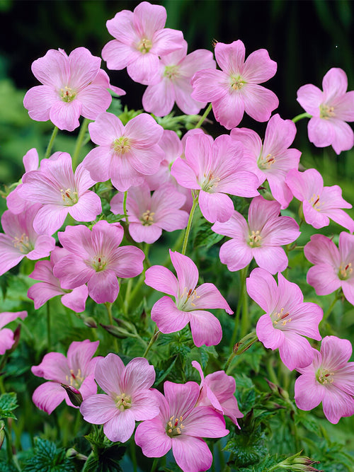 Geranium Wargrave Pink bare roots from Holland