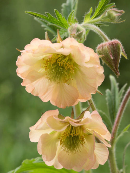 Geum Apricot Pearl bare roots from Holland