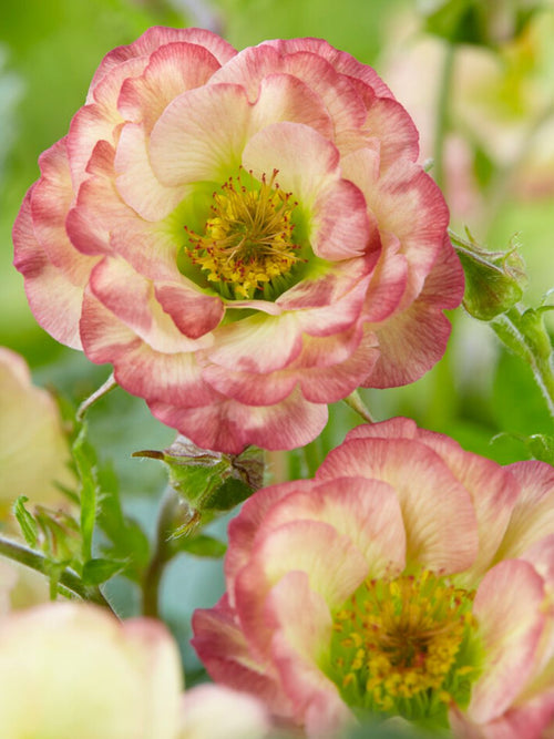 Geum Cosmopolitan Bare Roots from Holland