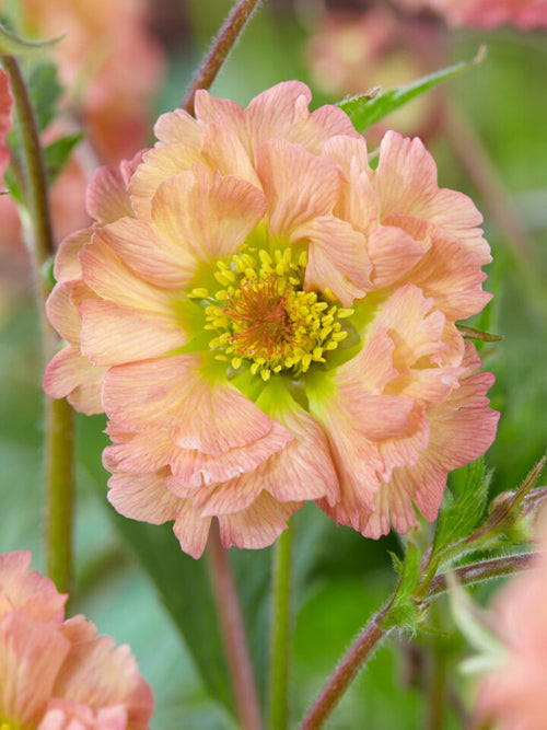 Buy Geum Mai Tai bare roots