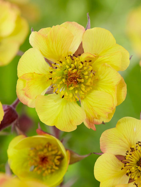 Geum Tequila Sunrise bare roots for spring planting