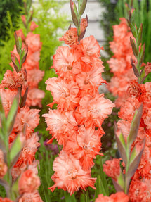 Gladiolus Coral Crush