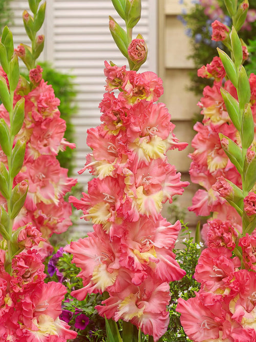 Gladiolus Mango Muse