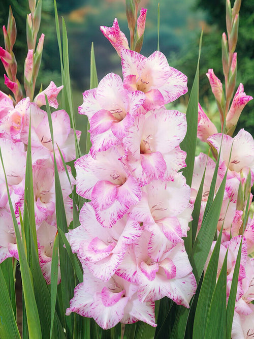 Gladiolus My Love bulbs