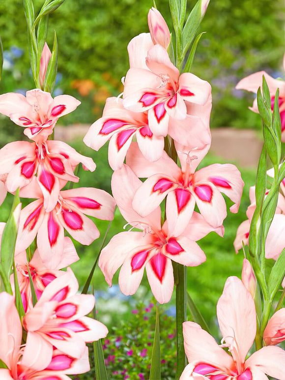 Buy Gladiolus Nanus Impressive bulbs