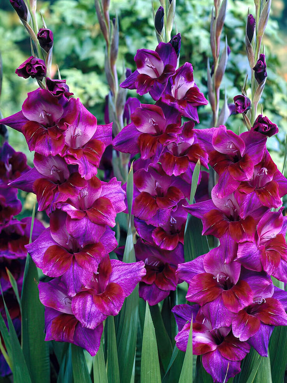 Buy Gladiolus Velvet Eyes Bulbs