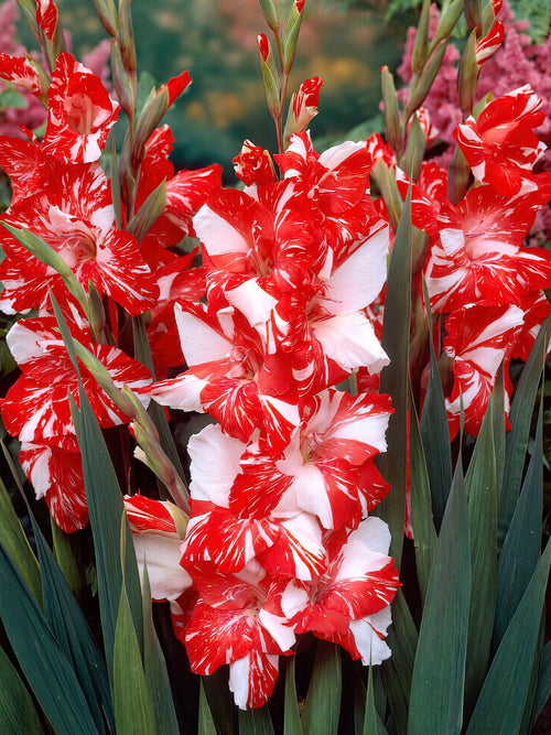 Buy Gladiolus Zizanie Bulbs