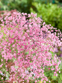 Gypsophila paniculata Rose