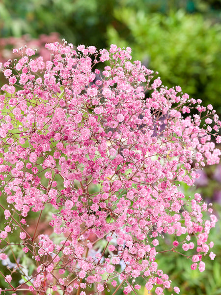 Gypsophila 'paniculata Rose' | DutchGrown™ EU