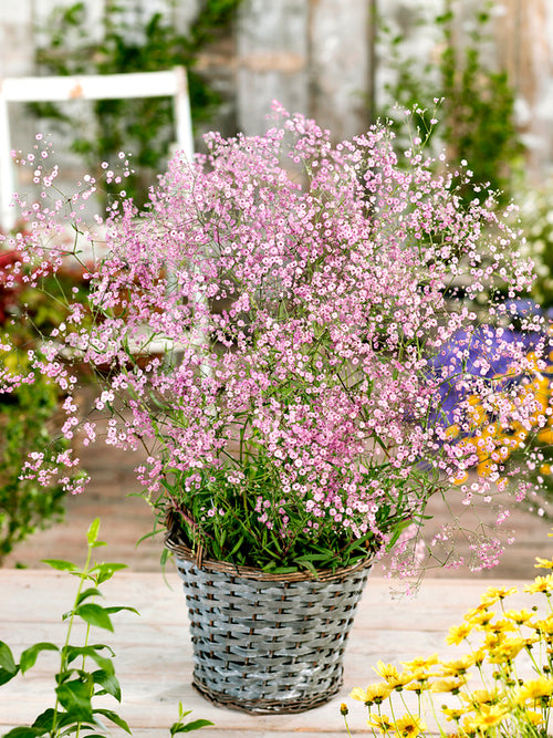 Gypsophila paniculata Rose Bare Roots