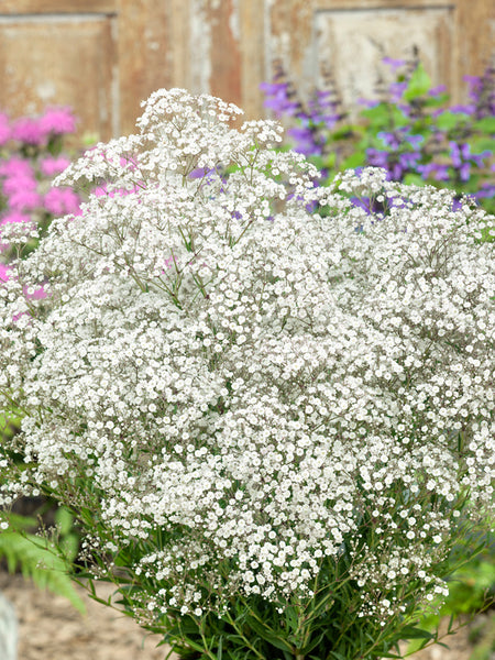 Gypsophila 'Paniculata White' | DutchGrown™ EU