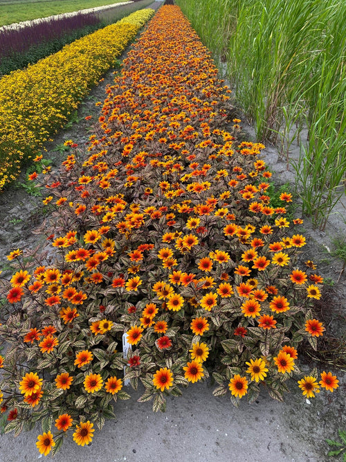 Heliopsis Orange Marble (Sweet Smooth Oxeye)