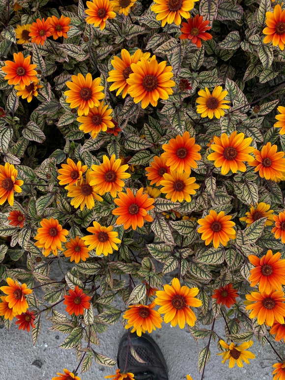 Heliopsis Orange Marble (Sweet Smooth Oxeye)