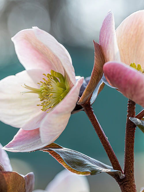 Buy Helleborus Apricot Beauty