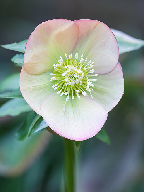 Helleborus Apricot Beauty bare roots for spring planting