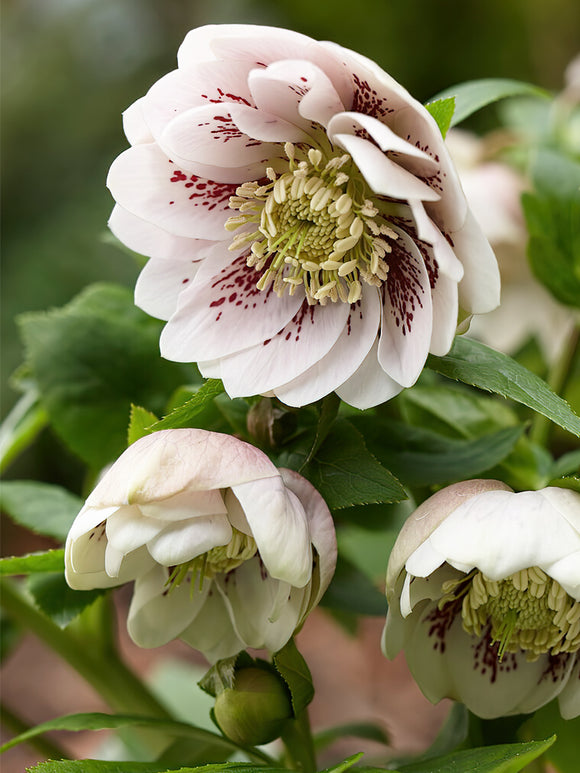 Helleborus Double Ellen Pink Spotted Bare roots