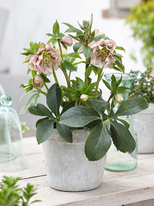 Helleborus Double Ellen Pink Spotted for shipping in the EU