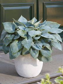 Hosta Bullet Proof