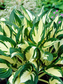 Hosta Fire and Ice