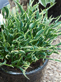 Hosta Hands Up