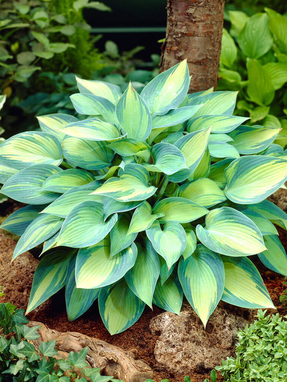 Hosta June | DutchGrown™