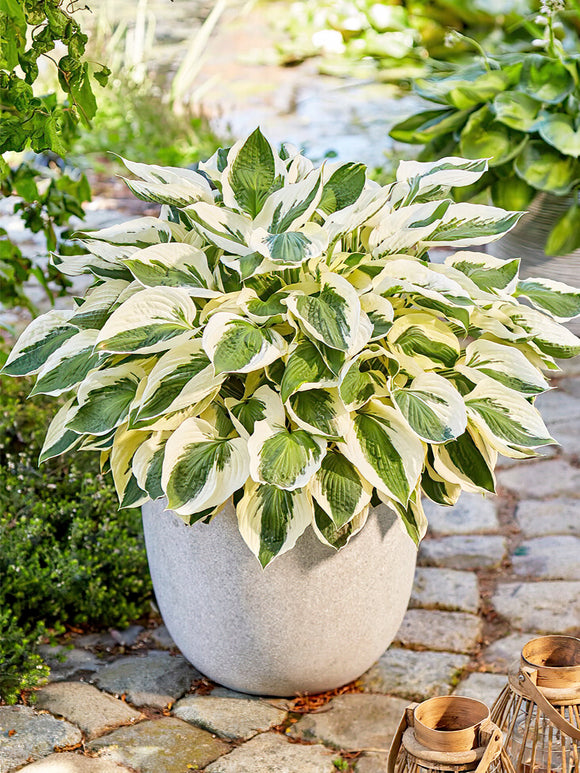 Buy Hosta Patriot from Holland