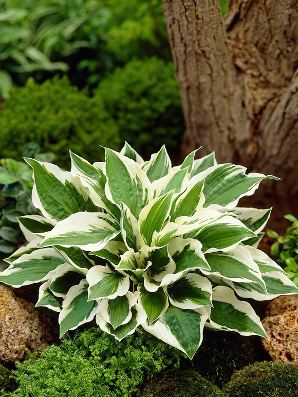 Buy Hosta Patriot from Holland for EU shipping in the spring