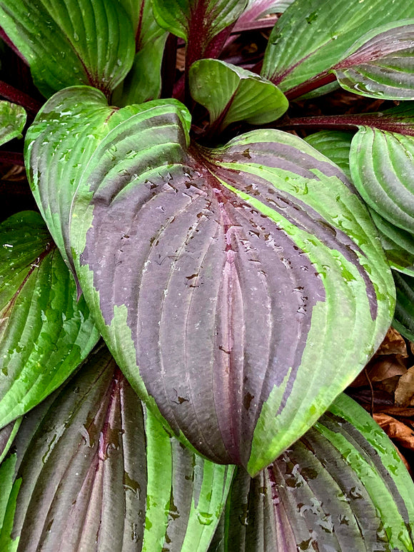 Chelsea Plant of the Year 2026 Hosta RED NINJA