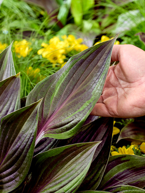 Hardy Hosta RED NINJA ('Nk2021') perennial