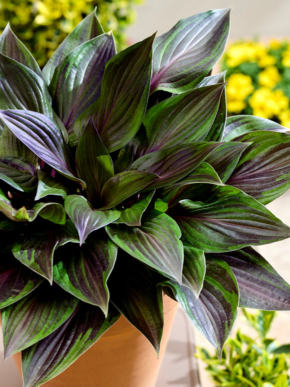 Hosta RED NINJA ('Nk2021')