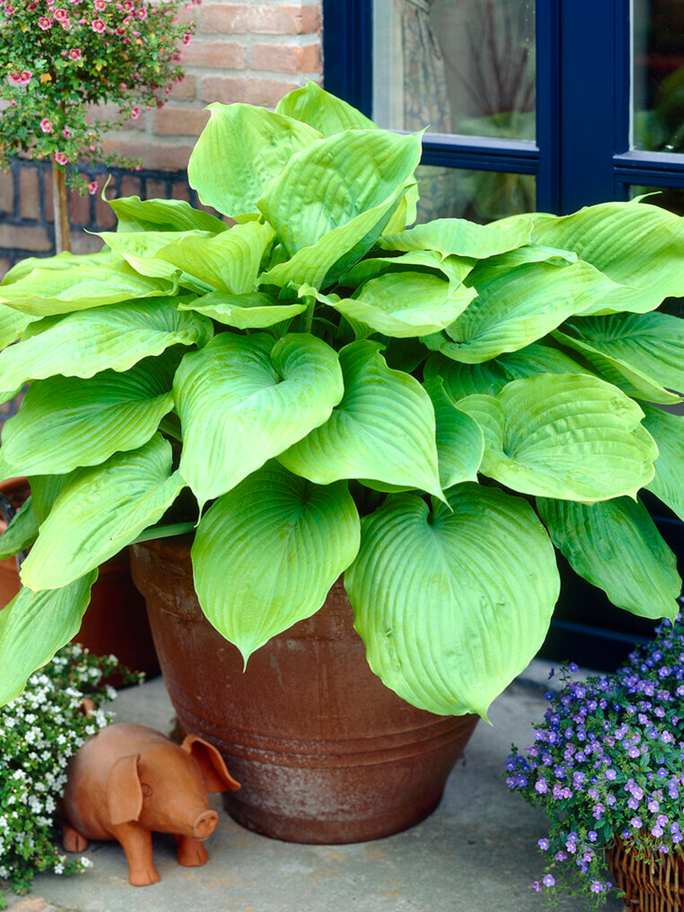 Hosta Sum And Substance DutchGrown Hosta sum and substance dutchgrown