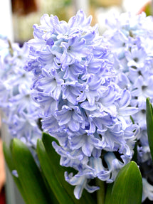 Hyacinth Blue Eyes