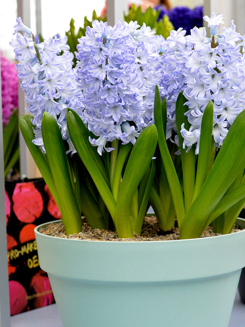 Hyacinth Bulbs Blue Eyes - EU Shipping