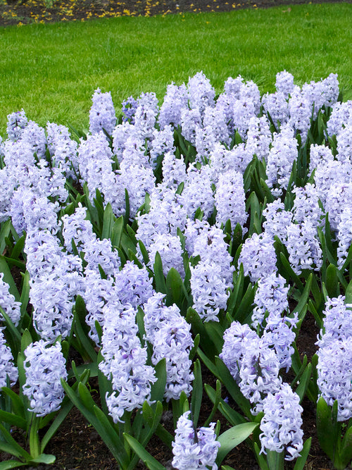 Blue Hyacinths Hyacinth Blue Eyes