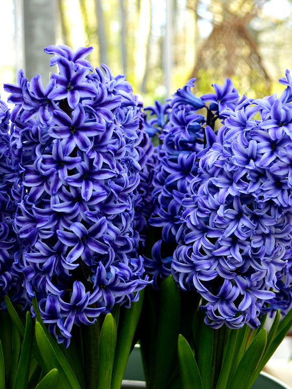 Hyacinth Blue Jacket Flower Bulbs
