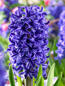 Hyacinth Blue Jacket