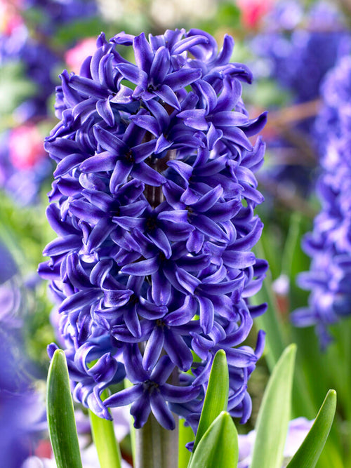 Hyacinths Blue Jacket Flower Bulbs EU